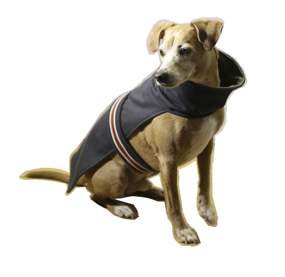 DIY: Suéter para tu perro Suéter fácil y rápida de hacer para tu perro
